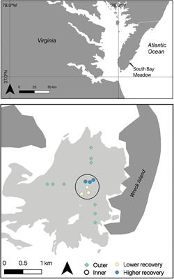 Seagrass Recovery Following Marine Heat Wave Influences Sediment Carbon Stocks